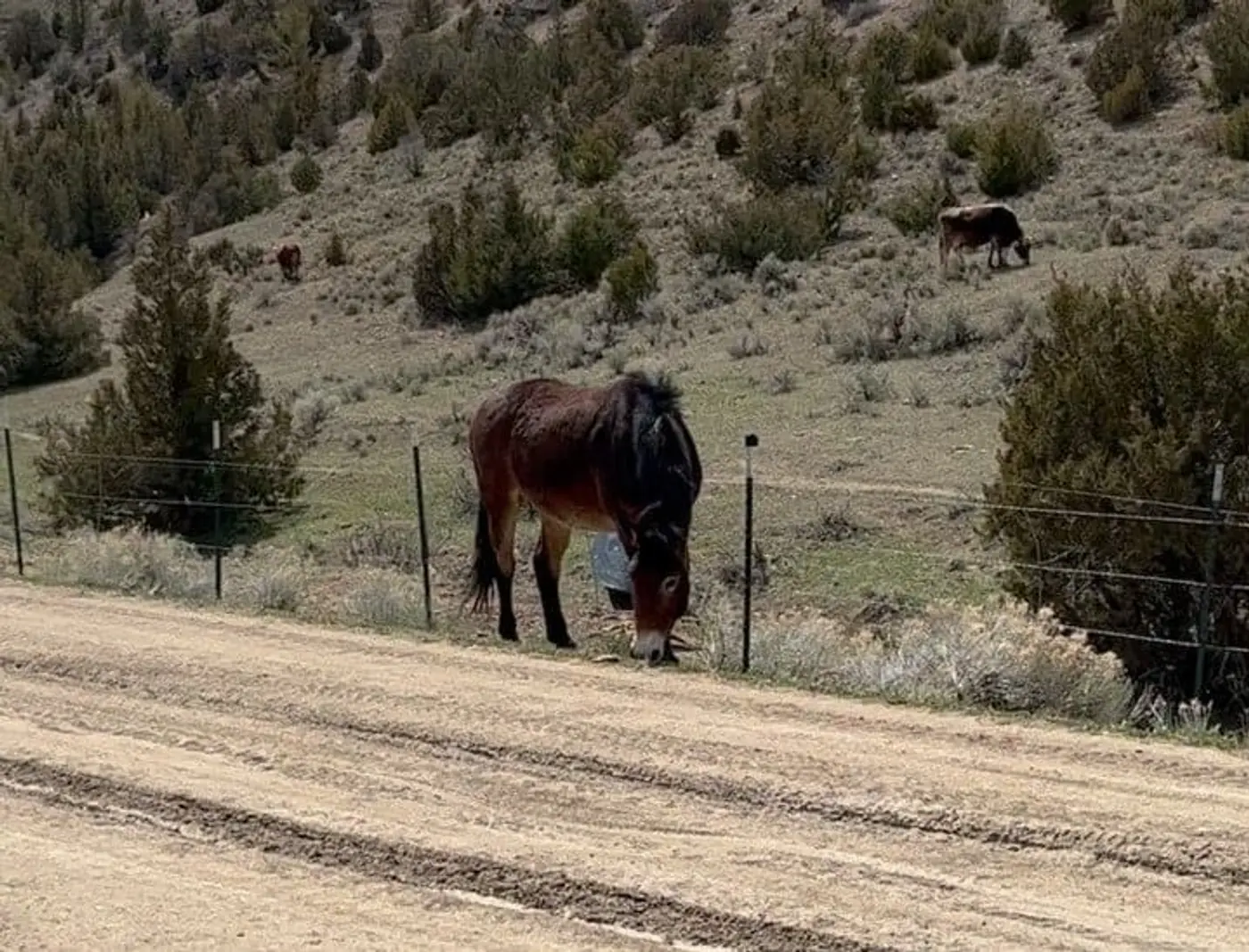 Horse corral and fencing on a Montana property